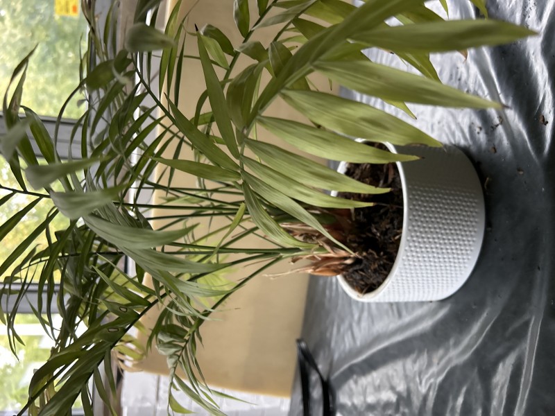  Où trouver un chauffagiste compétent pour installation d’une pompe à chaleur Wiesmann sur Illkirch dans le Bas-Rhin 